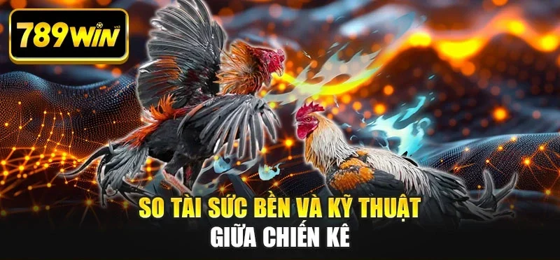 So tài sức bền và kỹ thuật giữa chiến kê So tài sức bền và kỹ thuật giữa chiến kê
